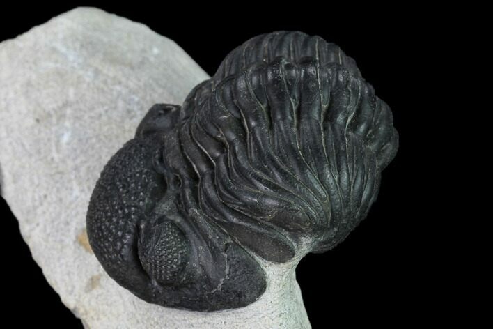 Pedinopariops Trilobite - Mrakib, Morocco #171529